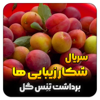 شکار زیبایی ها – قسمت 23 برداشت تنس گل